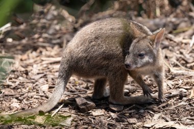 Tutsak Avusturalya Tehlikedeki Parma Wallaby Joey