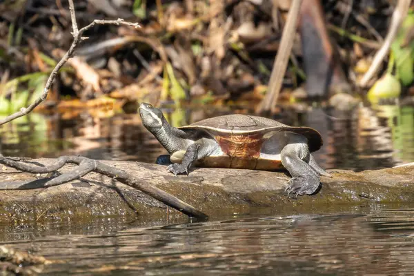 Dişi Avustralyalı Murray River Kaplumbağası kütüğün tadını çıkarıyor