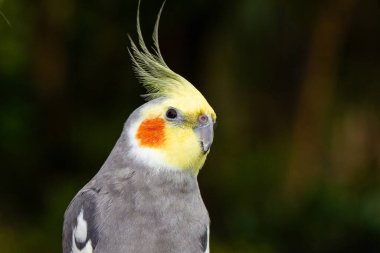 Avustralya Cockatiel 'ine yakın çekim