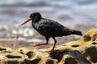 Avustralya Sooty İstiridye Yakalayıcısı, deniz kıyısı kayalıkları boyunca yürüyor.