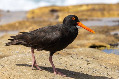 Avustralya Sooty İstiridye Yakalayıcısı, deniz kıyısı kayalıkları boyunca yürüyor.