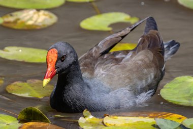 Avustralya Dusky Moorhen nilüferlerle besleniyor