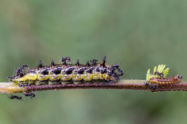Avustralya İmparatorluğu Mavi Kelebek Tırtılları bir Gıdıklama Ağacı dalında karıncalar tarafından sunuluyor.
