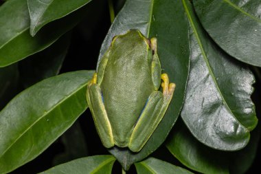 Avustralya Narin Ağaç Kurbağası yeşil yaprağın üzerinde dinleniyor