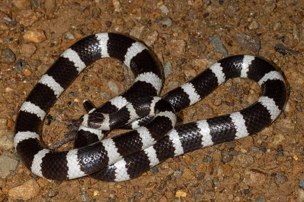 Avustralya Bandy Bandy yılanı Dilini titretiyor