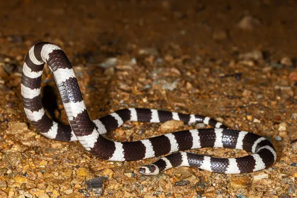 Avustralya Bandy Bandy savunma pozisyonunda battı