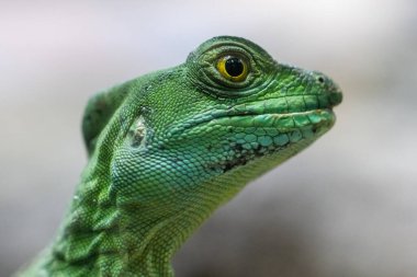 Orta Amerika 'dan Pluked Basilisk