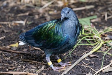 Esir Nicobar Pigeon avairy 'de