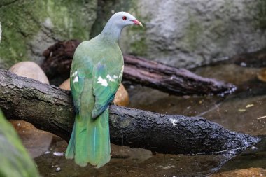 Avustralya Wampoo meyveli güvercini su içmeye geliyor.