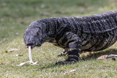 Australian Lace Monitor filckering it's forked tongue clipart