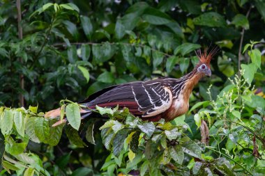 Hoatzin in Ecuadorian tropical rainforest clipart