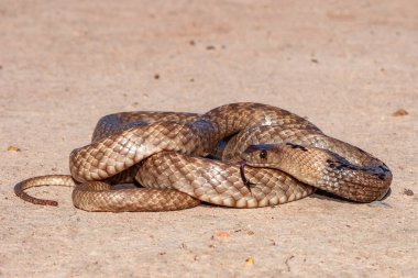 Close up of a highly venomous Strap-snouted Brown Snake clipart