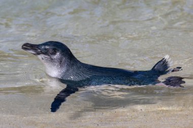 Küçük Penguen suda yüzüyor.