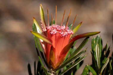 Dağ Şeytanı veya Bal Çiçeği