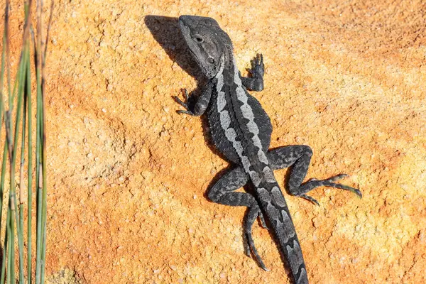 Australian Jacky Lizard Basking Uma Rocha Arenito Imagem De Stock