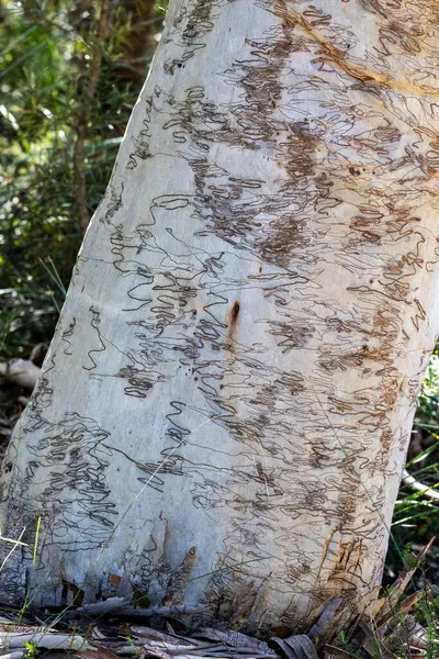 Bark Australian Scribbly Gum Tree Mostrando Assustador Causado Pelas Larvas Imagem De Stock