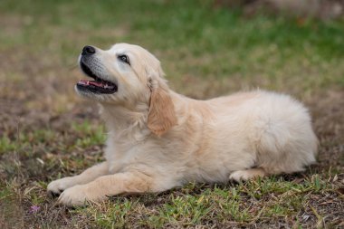 Golden Retriever köpeği sahibine bakıyor.