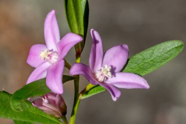 Avustralyalı Lance-leaf Crowia