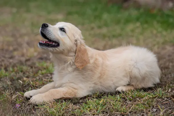 Cãozinho Golden Retriever Olhando Para Proprietário Fotografias De Stock Royalty-Free