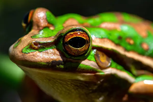Australiano Green Golden Bell Frog Imagem De Stock