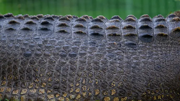 Escalas Crocodilo Australiano Água Salgada Fotos De Bancos De Imagens