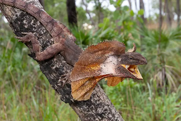 Australiano Frilled Lizard Com Boca Aberta Fotos De Bancos De Imagens