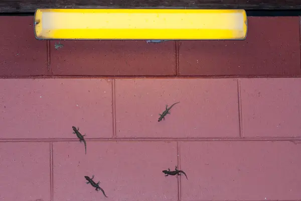 Introduzido Austrália Asiático Comum House Gecko Esperando Abaixo Luz Pegando Imagem De Stock