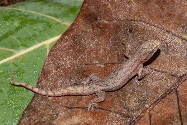 Apresentado Austrália Asian House Gecko Fotografias De Stock Royalty-Free