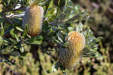 Australian Saw or Old Man Banksia tree in flower clipart