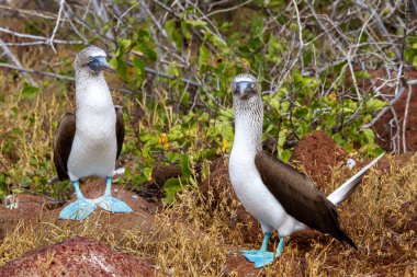 Galapagos Adalarında Mavi Ayaklı Memeler
