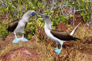 Galapagos Adaları 'nda Mavi Ayaklı Memeler