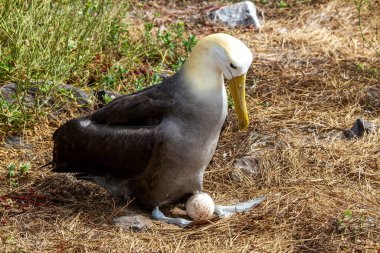 Galapagos 'taki Espanola Adası' nda yuva yapan kritik derecede tehlike altındaki Dalgalı Albatros