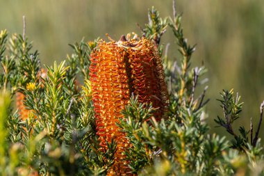 Avustralya Çiçekli Heath Banksia