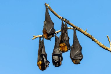 Gri başlı Uçan Tilki gündüzleri ağaçlarda tünemiş.
