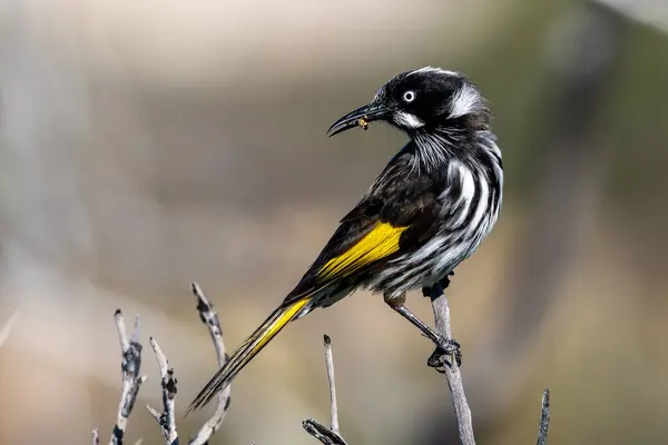 stock image New Holland Honeyeater collecting food for young
