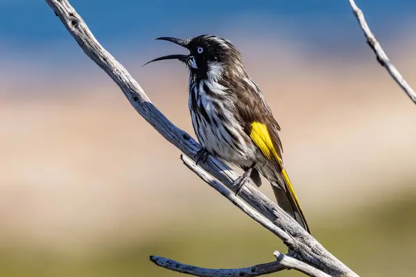 stock image Australian New Holland Honeyeater perched in tree