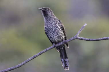 Ağaç dalına tünemiş Avustralya Küçük Gıdıklayan Kuşu
