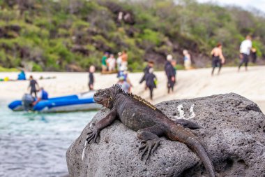 Galapagos Deniz İguanası Turist plajında güneşleniyor 