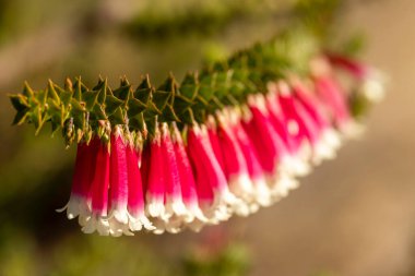 Australian Fuchsia Heath Plant in flower clipart