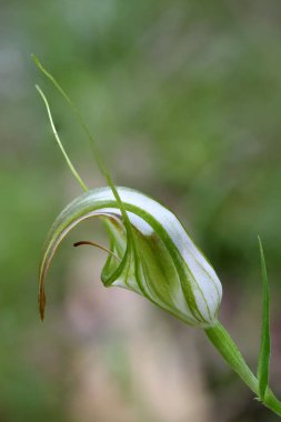 Cobra Greenhood Orchid in flower clipart