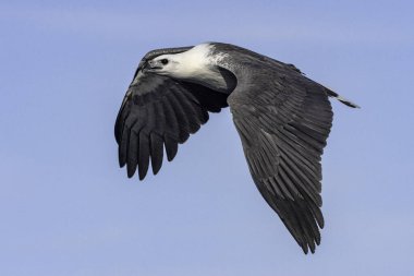 Avustralya Beyaz Göğüslü Deniz Kartalı pençeli balıklarla uçuyor