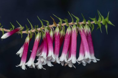 Australian Fuchsia Heath plant in flower clipart