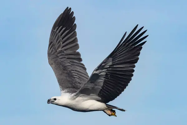stock image Australian White-breasted Sea Eagle in flight with fish in talons