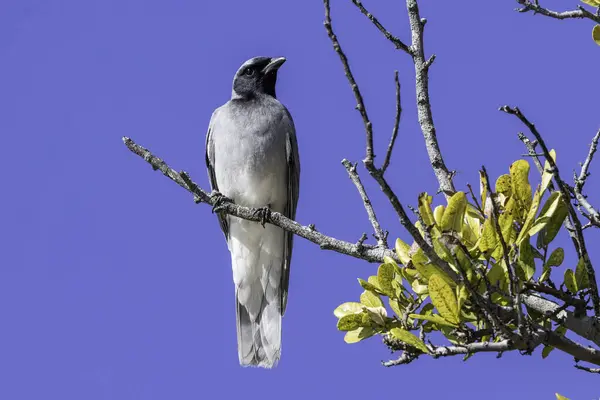 Stock image Australian Black-faced Cuckoo Shrike perched in tree