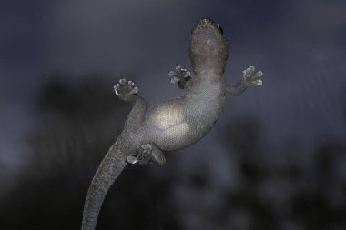 İki yumurtalı Avustralya Ağacı Dtella Gecko 