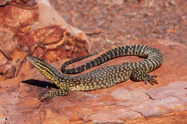 Australian Spiny-tailed Monitor basking on rock