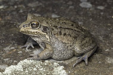 Close up of Australian Striped Burrowing Frog clipart