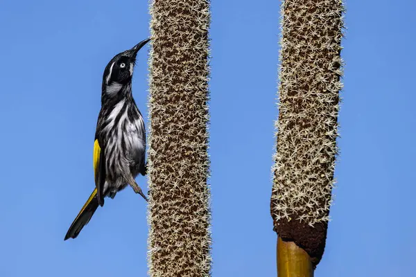 stock image Australian New Holland Honeyeater feeding on nectar of a Grass Tree