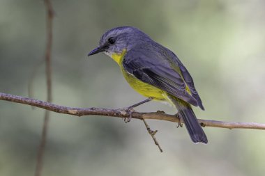 Australian Eastern Yellow Robin perched on tree branch clipart