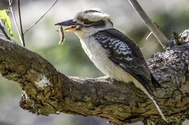 Gülen Kokaburra tırtılla besleniyor.